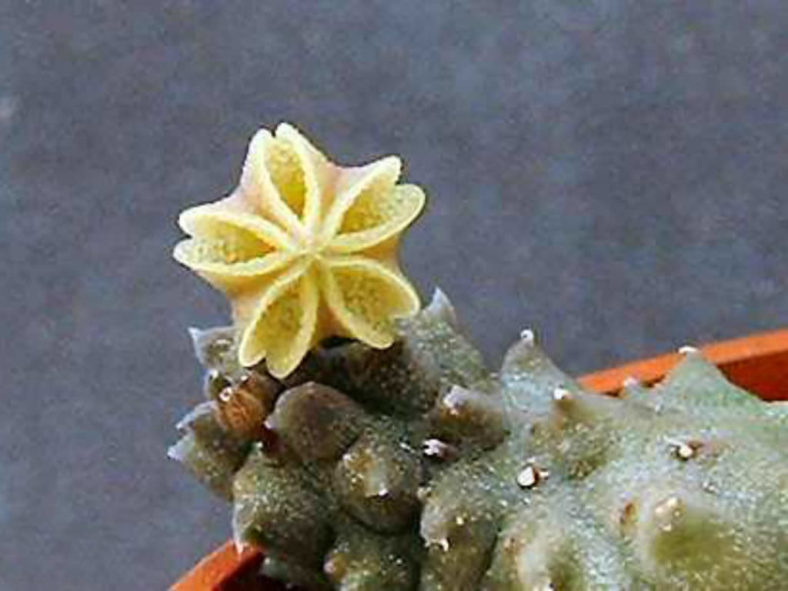 Pectinaria articulata subsp. namaquensis aka Pectinaria namaquensis