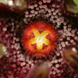 Pectinaria namaquensis