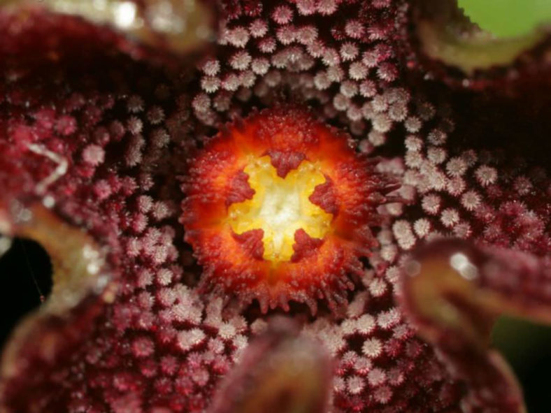 Pectinaria articulata subsp. namaquensis aka Pectinaria namaquensis