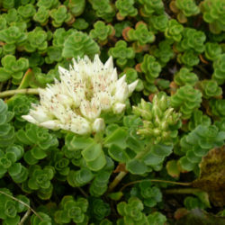 Phedimus spurius 'Album Superbum' aka Sedum spurium 'Album Superbum'