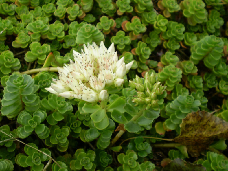 Phedimus spurius 'Album Superbum' aka Sedum spurium 'Album Superbum'