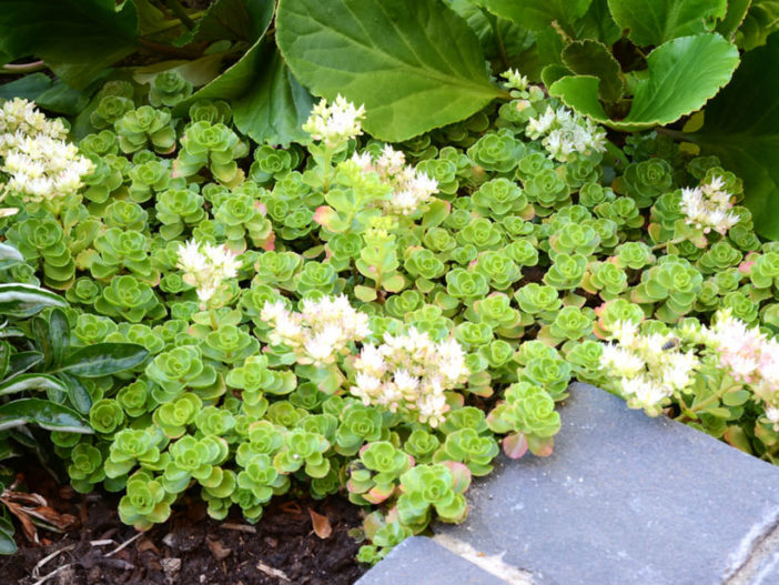 Phedimus spurius 'Album Superbum' aka Sedum spurium 'Album Superbum'