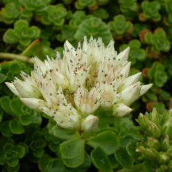 Phedimus spurius 'Album Superbum' aka Sedum spurium 'Album Superbum'