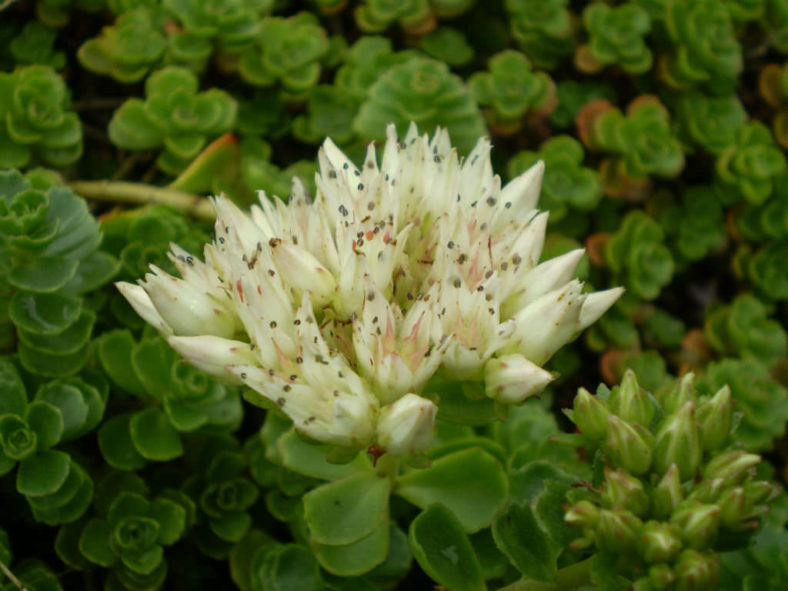 Phedimus spurius 'Album Superbum' aka Sedum spurium 'Album Superbum'
