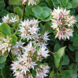 Phedimus spurius 'Album Superbum' aka Sedum spurium 'Album Superbum'