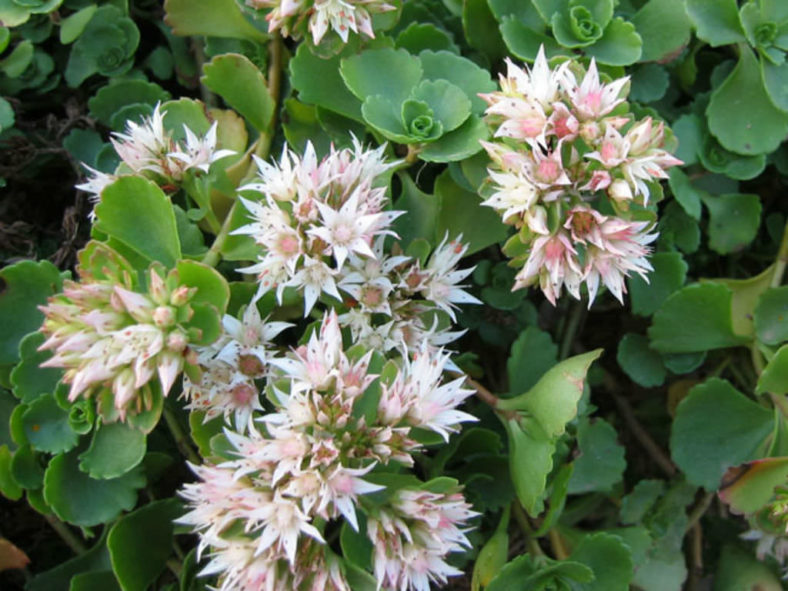 Phedimus spurius 'Album Superbum' aka Sedum spurium 'Album Superbum'