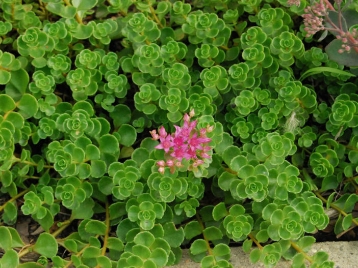 Phedimus spurius (Sedum spurium) 'John Creech' aka Sedum spurium 'John Creech'