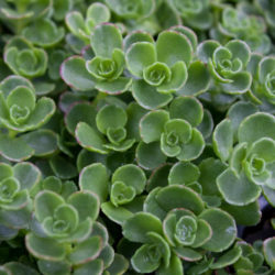 Phedimus spurius (Sedum spurium) 'John Creech' aka Sedum spurium 'John Creech'
