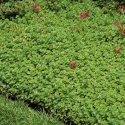 Phedimus spurius (Sedum spurium) 'John Creech' aka Sedum spurium 'John Creech'