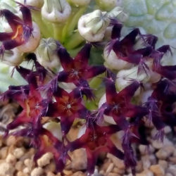 Pseudolithos migiurtinus