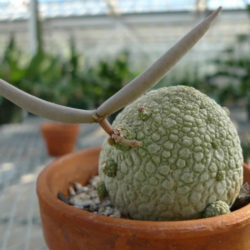 Pseudolithos migiurtinus