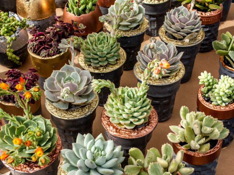 Reasons for Succulent Plants Wilting