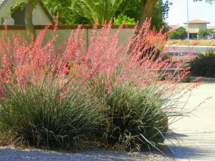 How to Grow and Care for a Red Yucca | World of Succulents