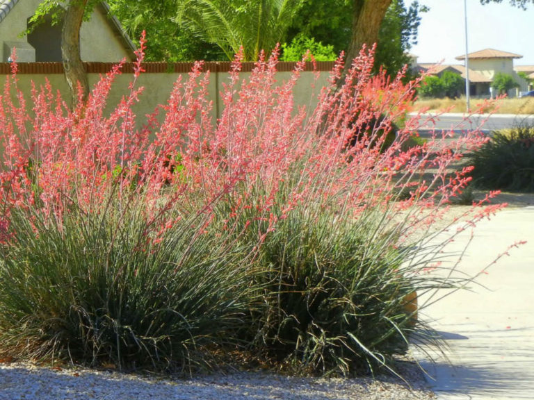 How to Grow and Care for a Red Yucca • World of Succulents