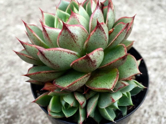 Save Money on Succulents (Echeveria purpusorum)