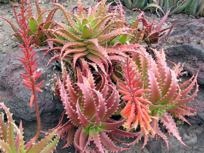 Save Money on Succulents (Aloe dorotheae)