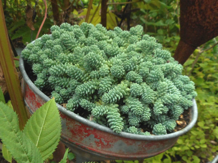 Sedum dasyphyllum 'Himalayan Skies'