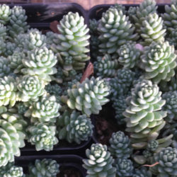 Sedum dasyphyllum 'Himalayan Skies'
