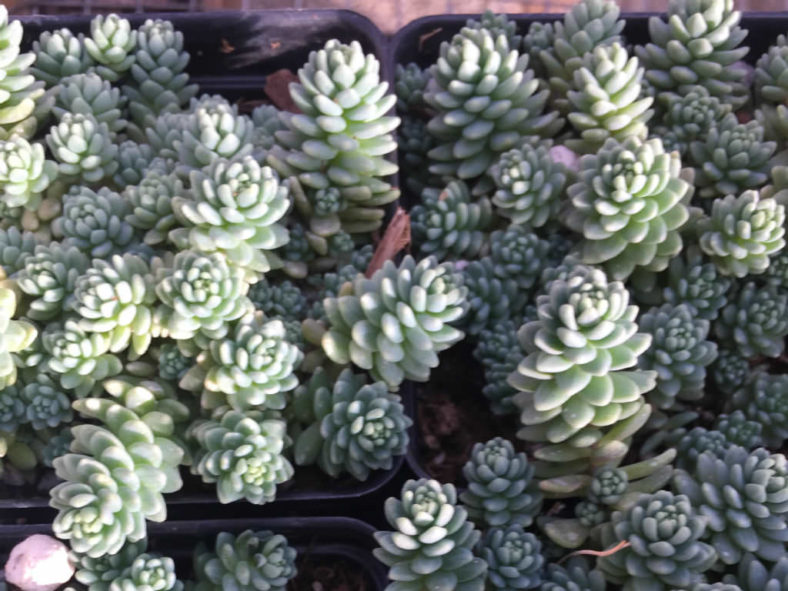 Sedum dasyphyllum 'Himalayan Skies'
