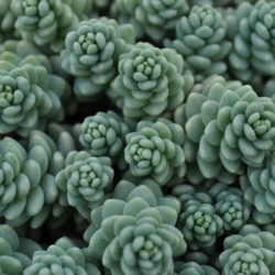 Sedum dasyphyllum 'Himalayan Skies'