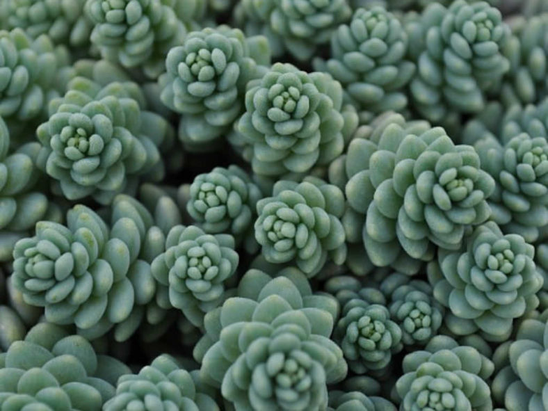 Sedum dasyphyllum 'Himalayan Skies'