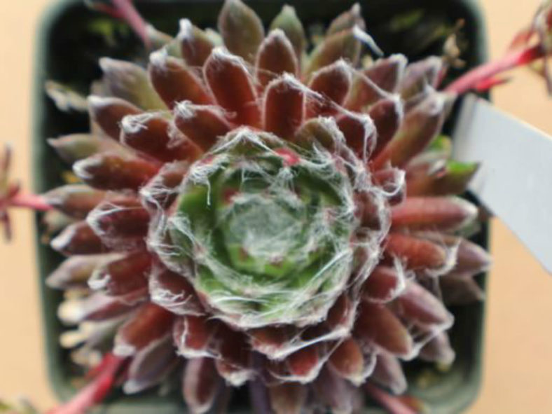 Sempervivum arachnoideum 'Viridescens'