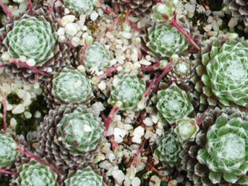 Sempervivum arachnoideum 'Viridescens'