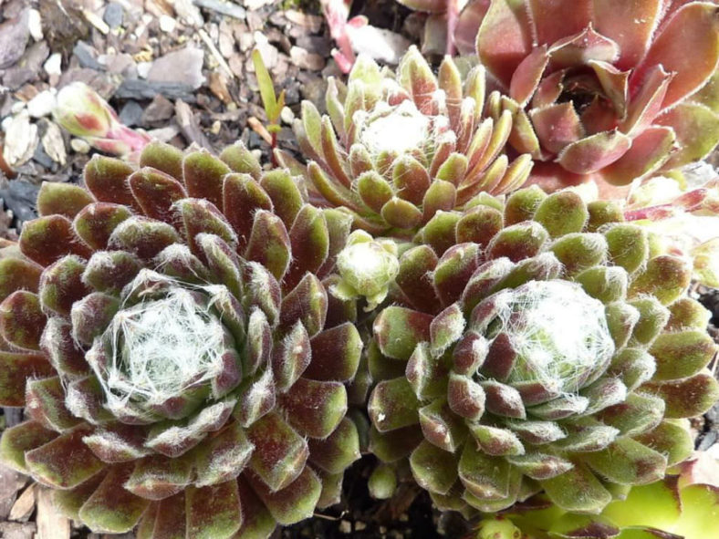 Sempervivum arachnoideum 'Viridescens'