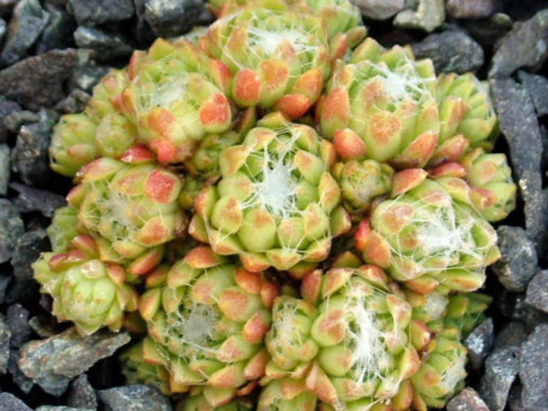 Sempervivum arachnoideum f. bryoides (Cobweb Houseleek)