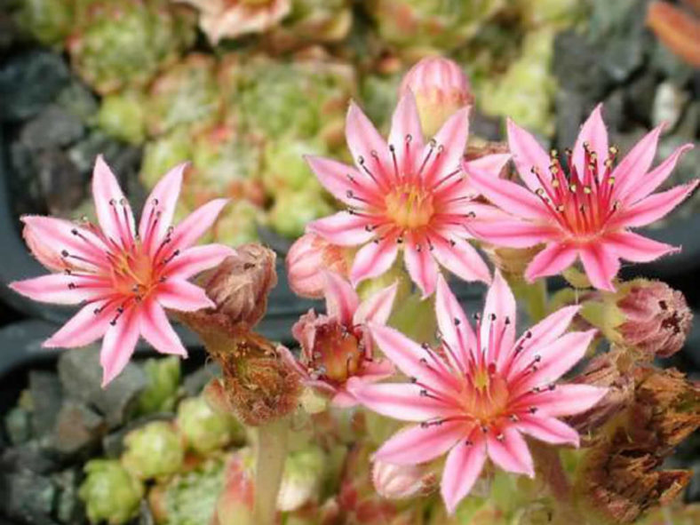 Sempervivum arachnoideum f. bryoides (Cobweb Houseleek)