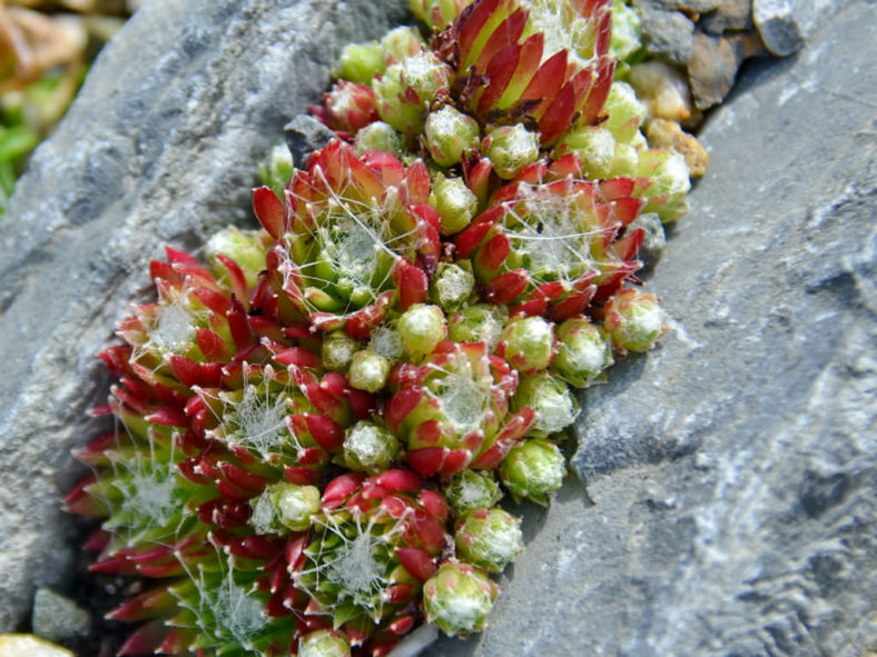 Sempervivum arachnoideum f. bryoides (Cobweb Houseleek)