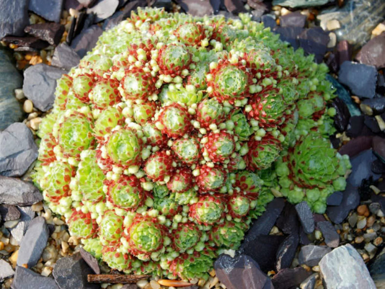 Sempervivum arachnoideum var. bryoides - Cobweb Houseleek