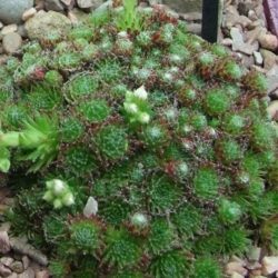 Sempervivum ×barbulatum 'Hookeri'