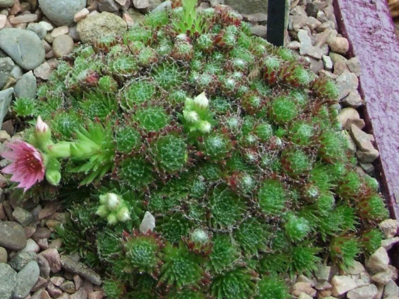 Sempervivum ×barbulatum 'Hookeri'