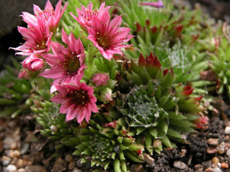 Sempervivum ×barbulatum 'Hookeri'