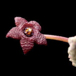 Stapelia similis - Similar Stapelia