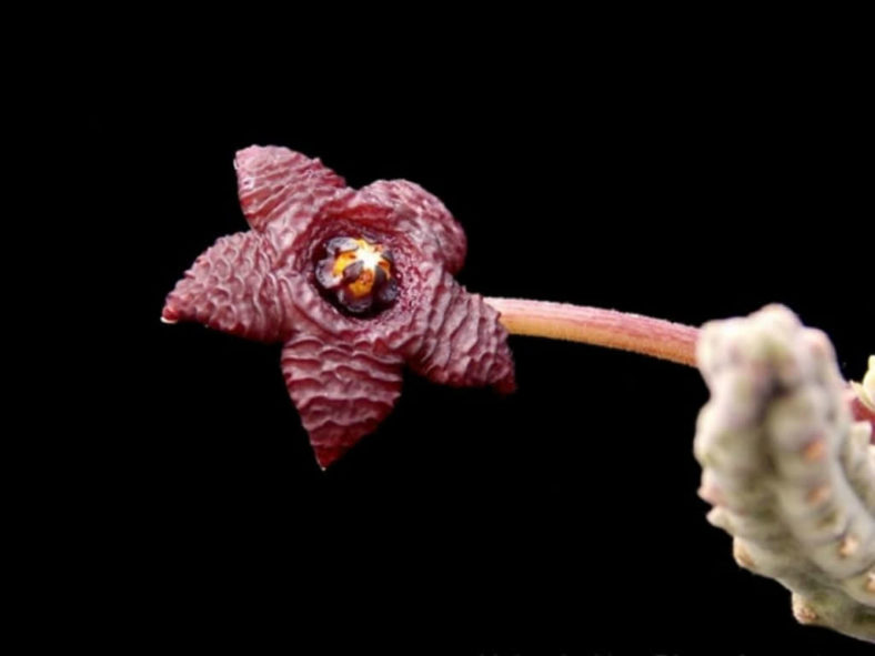 Stapelia similis - Similar Stapelia