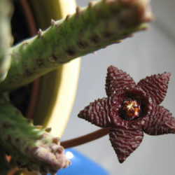Stapelia similis - Similar Stapelia