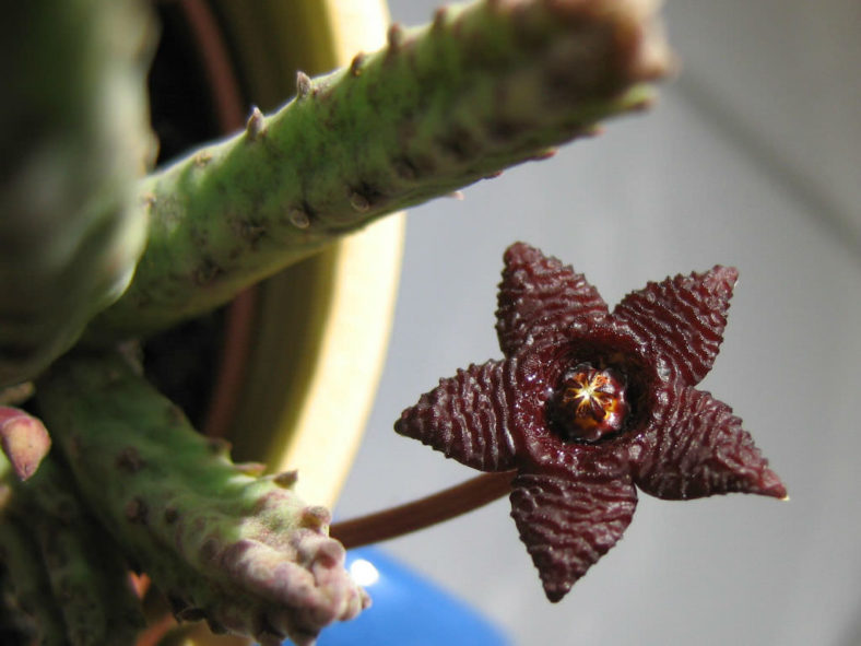 Stapelia similis - Similar Stapelia