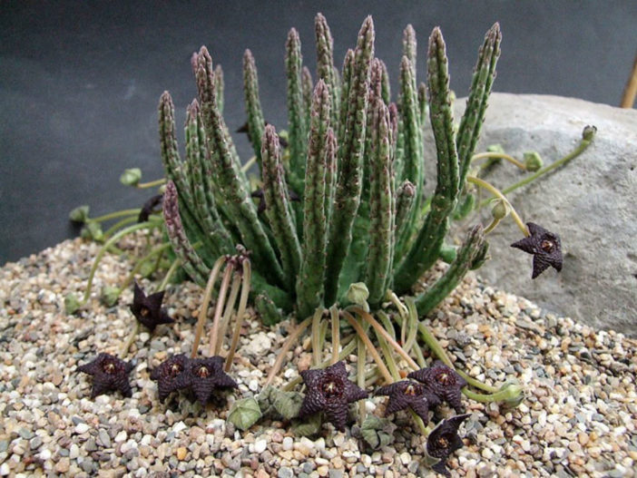 Stapelia similis - Similar Stapelia