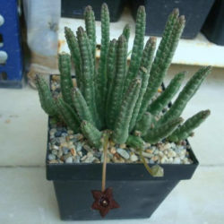Stapelia similis - Similar Stapelia