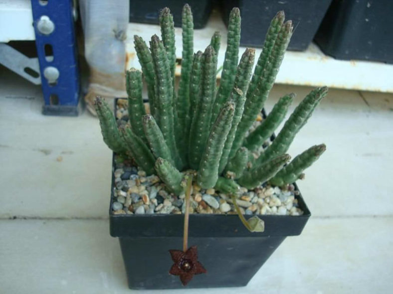 Stapelia similis - Similar Stapelia