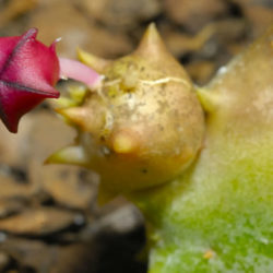 Stapeliopsis pillansii