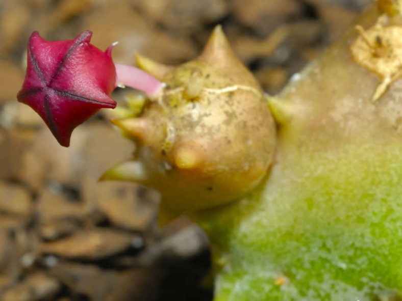 Stapeliopsis pillansii