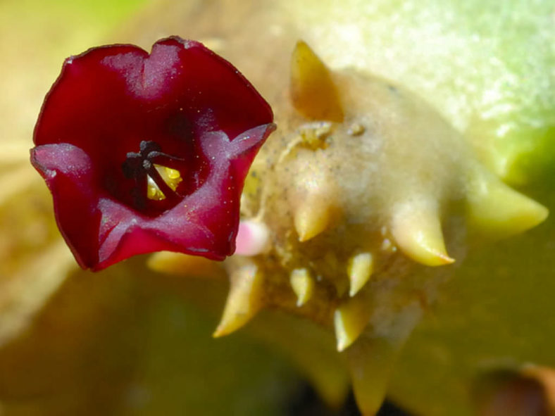 Stapeliopsis pillansii