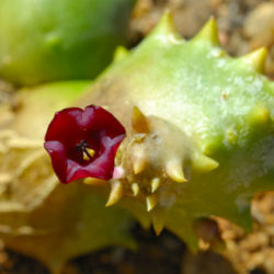 Stapeliopsis pillansii