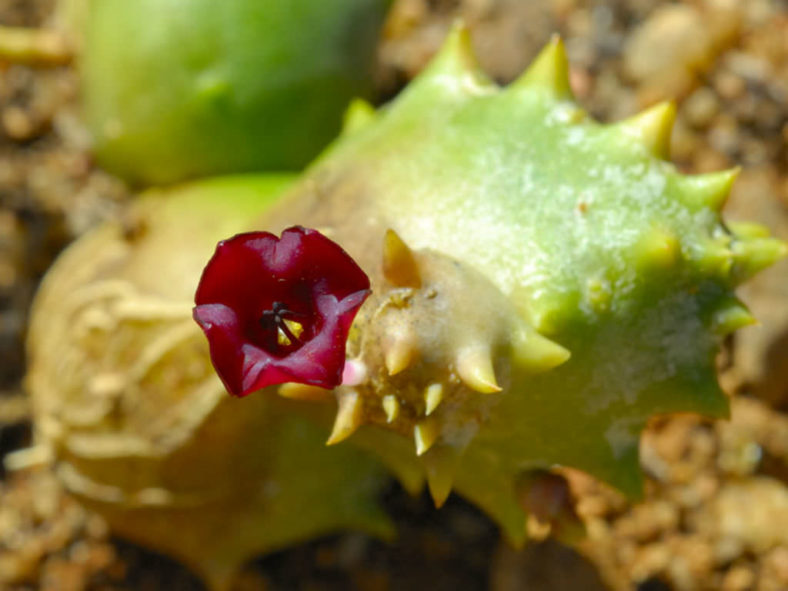 Stapeliopsis pillansii