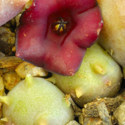 Stapeliopsis pillansii