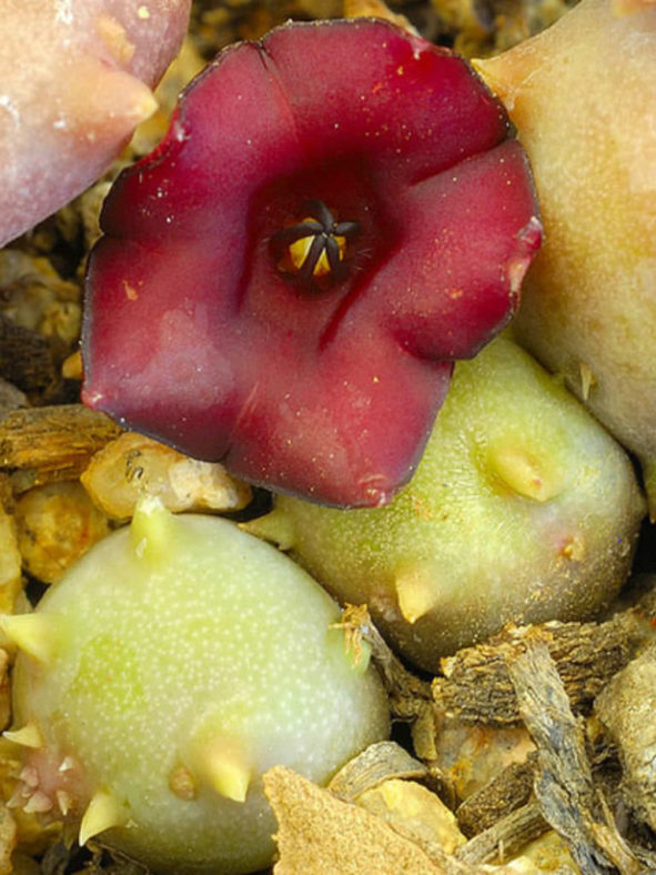 Stapeliopsis pillansii