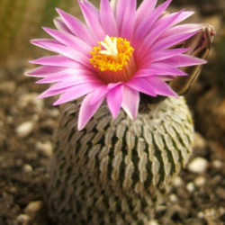 Turbinicarpus pseudopectinatus